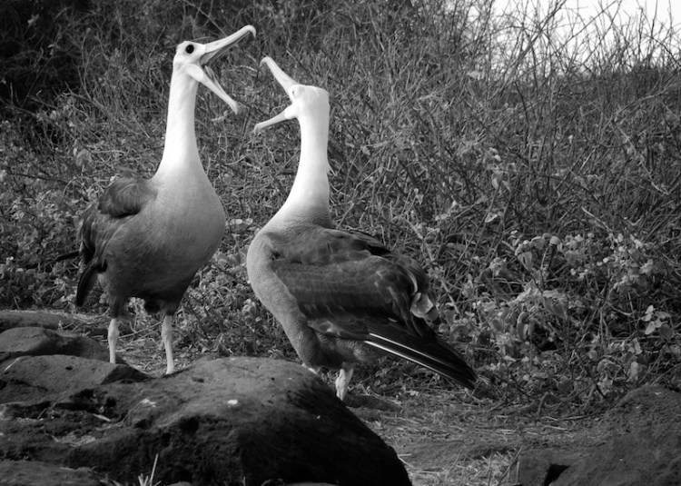 Albatross chatting