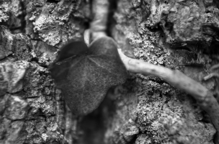 Lone Ivy - Oct 5, 2014